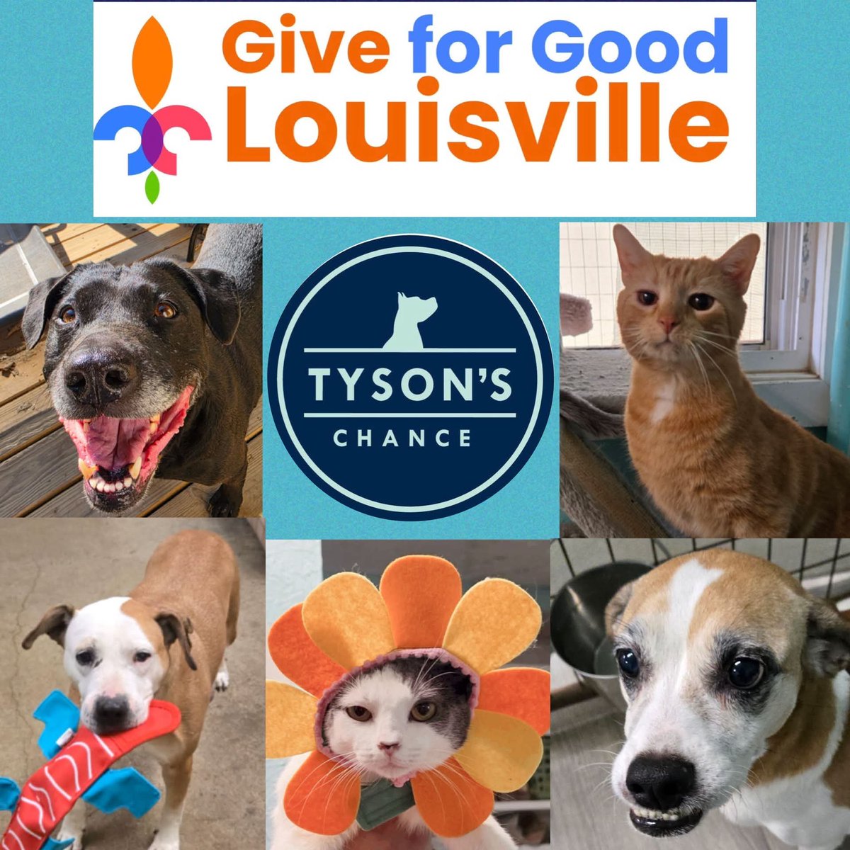 tysonschance's tweet photo. the largest day of local online giving goes until midnight. We are halfway to our goal of $10,000! For this day only Community Foundation of Louisville can turn your $5 or more donation into thousands of bonus prizes for our mission! #GiveForGoodLou
 https://t.co/N5rpNSQzMS https://t.co/pzTE9hUy6F