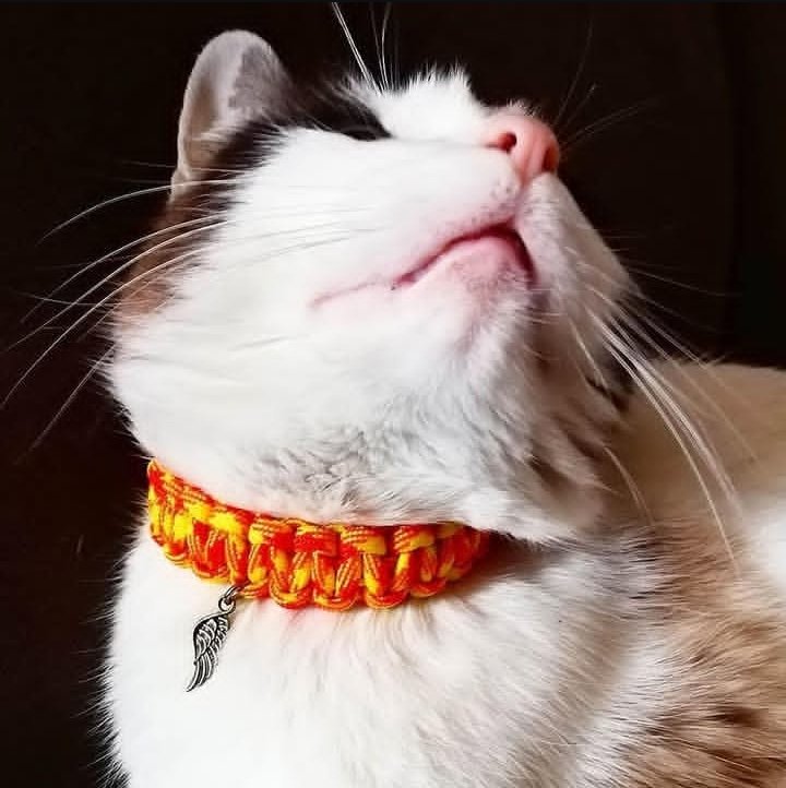 ElMalCorazon's tweet photo. Encarguénme #collares para sus gatitos (o perritos) de #indestructible #paracord550 personalizados porque al parecer mi Sookie se va mañana al veterinario y siempre me sale carísimo. https://t.co/dUUCGoUSgK