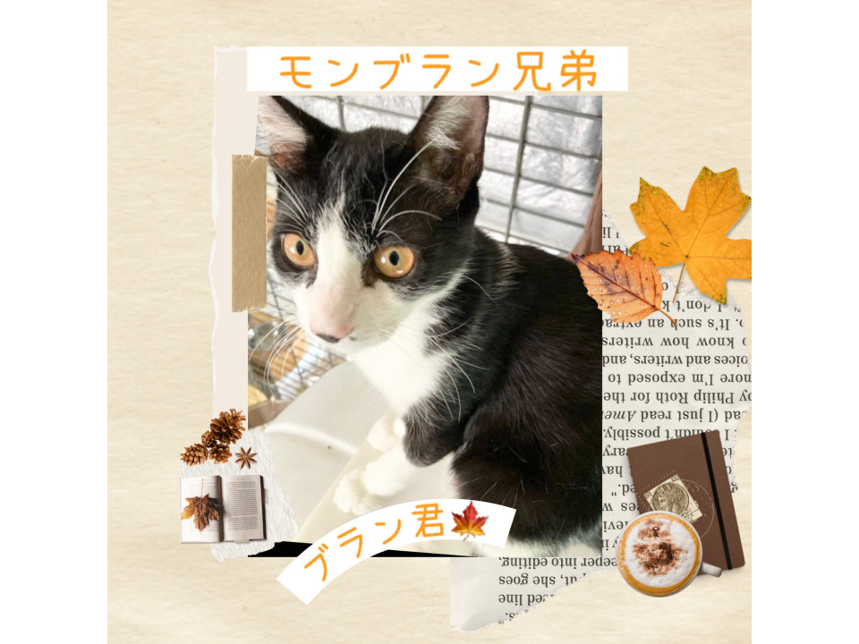 tokyo_foster's tweet photo. 究極のあまえんぼう♡ブラン君
東京都 ♂ 生後3ヶ月 の"ブラン"ちゃんです。
 #猫の里親募集 #東京都 https://t.co/ffRN2lvXim