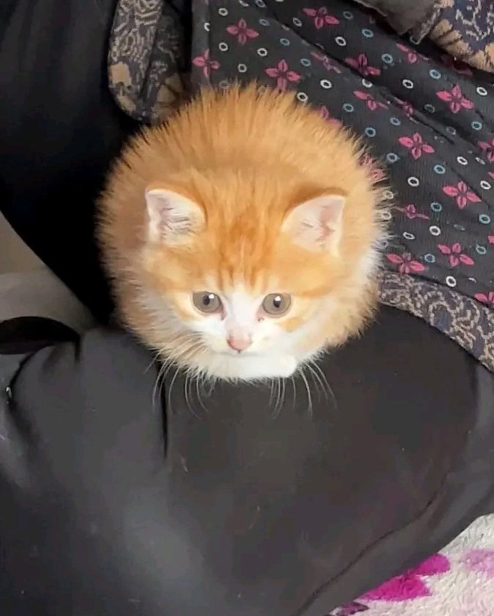 Cats_ooc's tweet photo. https://t.co/4JPu3My3z9