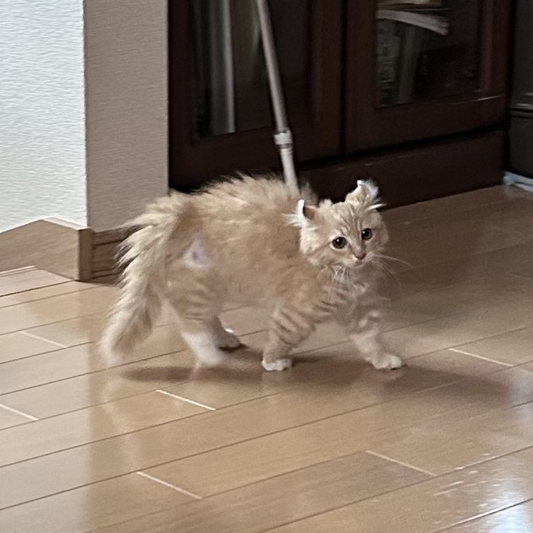 necole_cc22's tweet photo. やんのかステップやりかけ子猫 https://t.co/6eYx96hlNn