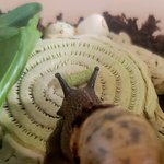 Photo by 🌱🐌 (@Quoshroom)