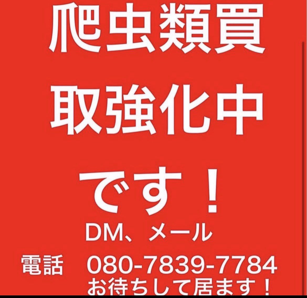 peach_chan_8's tweet photo. 全国対応！
爬虫類買取強化中です‼️

是非一度お問い合わせお願いします🙇
お客様一人一人のご都合に合わせてご対応可能です‼️ https://t.co/WraL4uoT5U