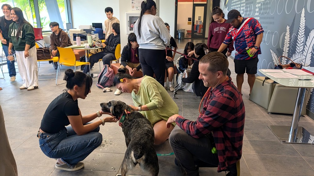 UHHilo's tweet photo. 🦮Rescue dogs to the rescue! UH Hilo Student Association Senator Anna Alfred launches “Pause for Paws” where pups help pharmacy students decompress. Main goal: support students in their overall wellbeing, with a sense of community. 

More photos!➡️https://t.co/ObtEBFdgzl https://t.co/RgOL5UOIae
