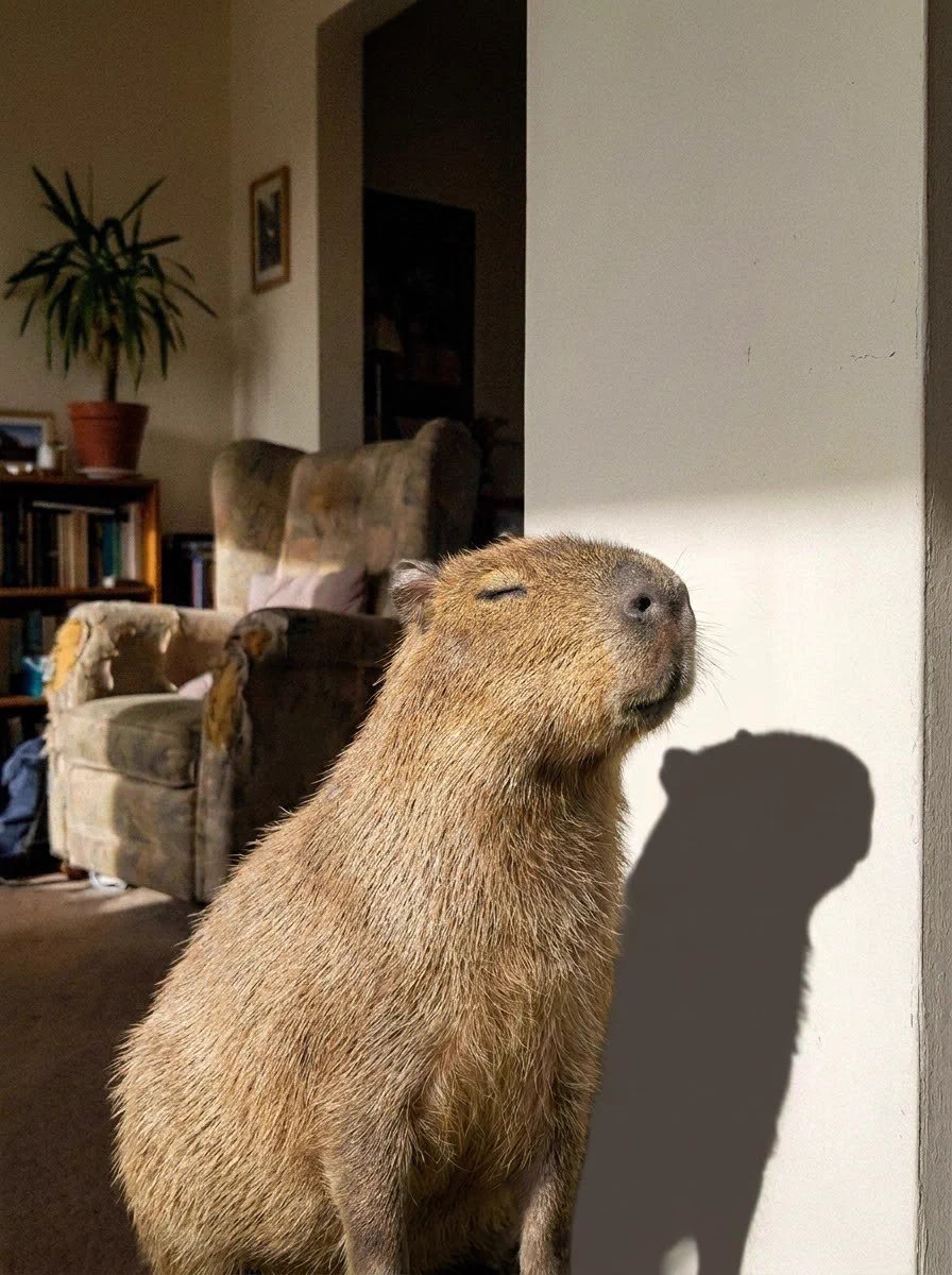 xのカピバラ (@CapybarasOnX) / X