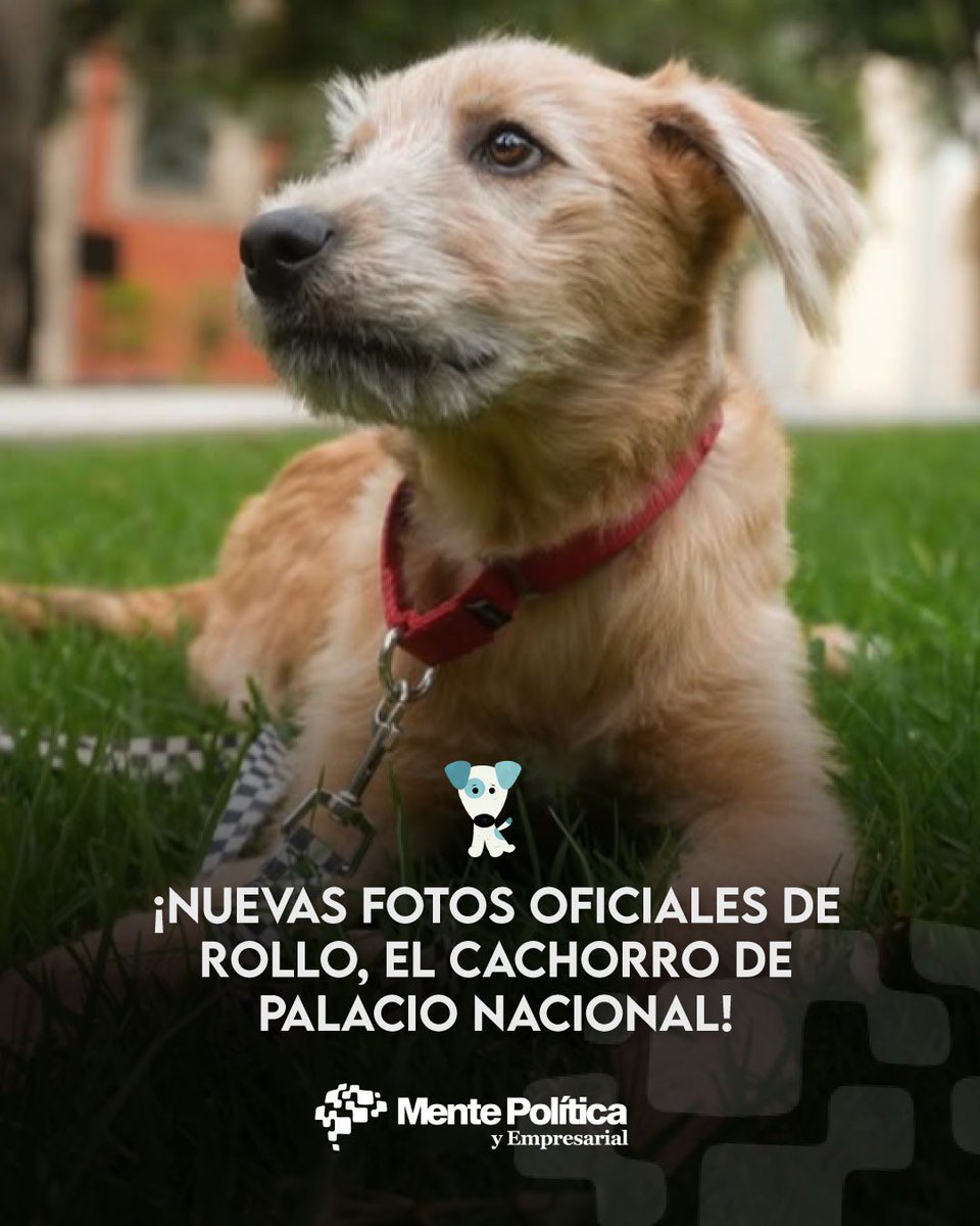 mentepolitica_'s tweet photo. #Entérate | 🐕❤️ #Rollo, el perrito que ahora “trabaja” en Palacio Nacional tiene nuevas fotos que salen a la luz.
Rollo es un cachorro mestizo adoptado por Presidencia que recorre los jardines y oficinas de Palacio Nacional. Está a cargo de la Dirección General de Comunicación Digital y su misión es brindar acompañamiento y bienestar emocional al personal.