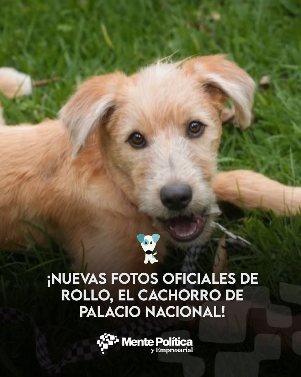 mentepolitica_'s tweet photo. #Entérate | 🐕❤️ #Rollo, el perrito que ahora “trabaja” en Palacio Nacional tiene nuevas fotos que salen a la luz.
Rollo es un cachorro mestizo adoptado por Presidencia que recorre los jardines y oficinas de Palacio Nacional. Está a cargo de la Dirección General de Comunicación Digital y su misión es brindar acompañamiento y bienestar emocional al personal.