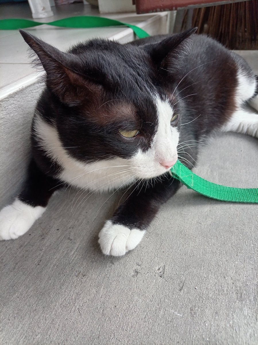 RidthirodKom85's tweet photo. cats pictures nearby my house https://t.co/1FIuQyI0lj