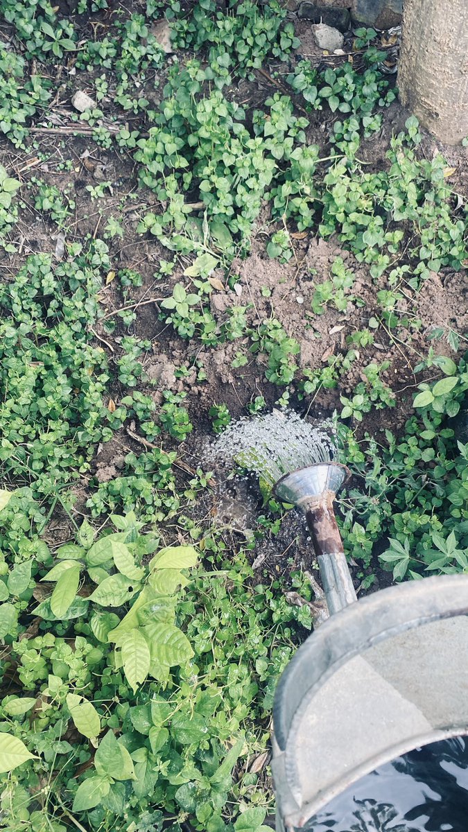popsyeverybody's tweet photo. Watering my little investment. 🌴🌱 https://t.co/5dOdGHvDj1