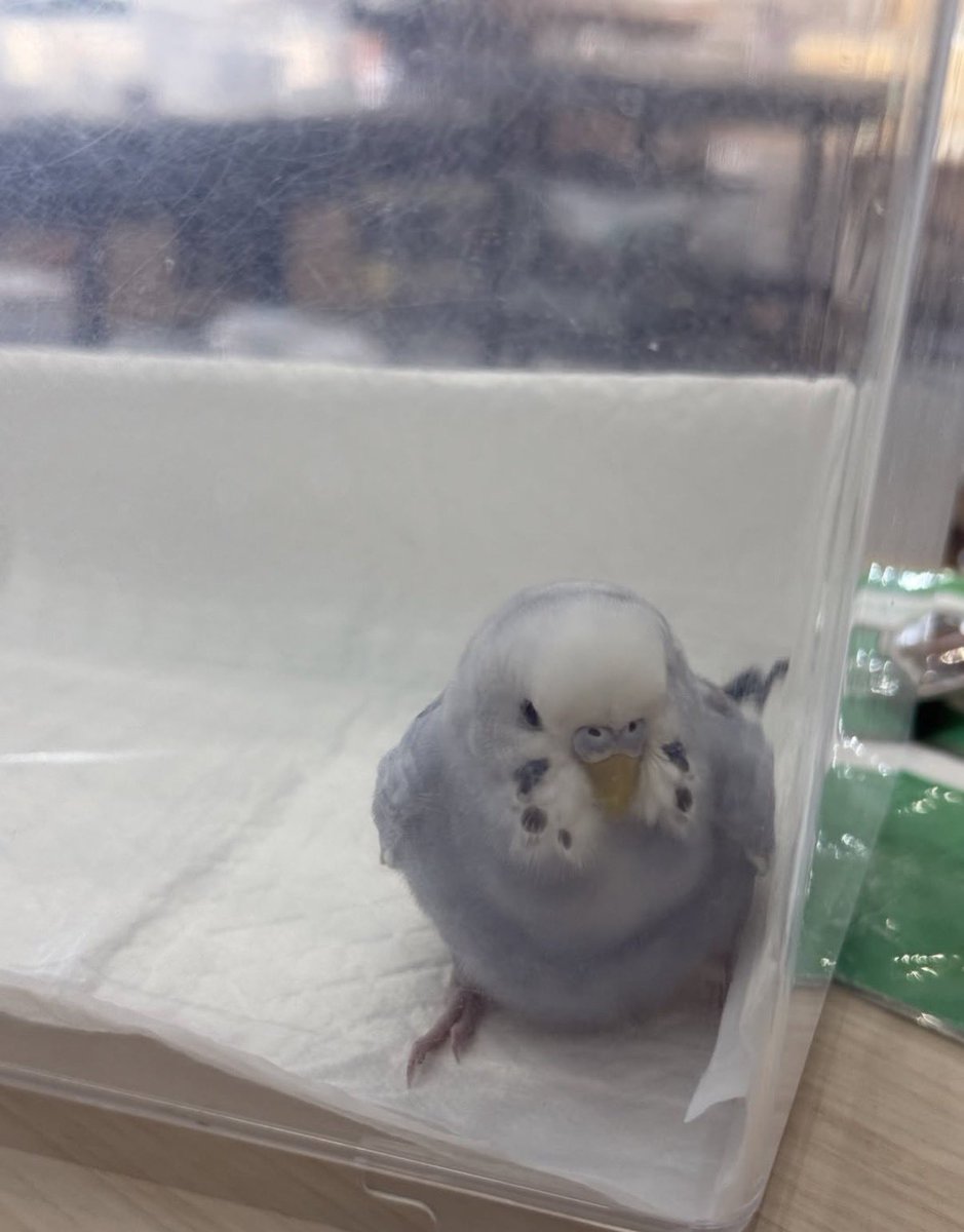 lvbds_tori's tweet photo. 【Threadsより】
9/11神戸市長田区で保護されたセキセイインコです。
お心当たりのある方はご連絡お願いします。#迷子鳥 #迷い鳥
https://t.co/lIx1eWgvZF https://t.co/JsYk81a8Jo