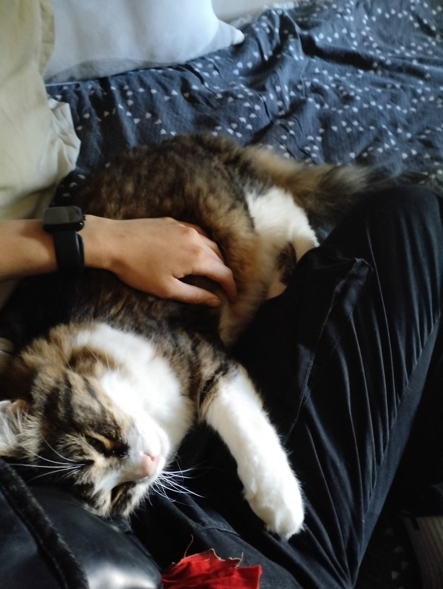 Satanavpechaly's tweet photo. Звони своему начальнику и скажи что ты не приедешь 
©Муськусь

Настроение последней недели именно такое https://t.co/co945XHzTZ