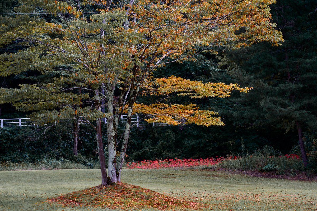 miya_03_06's tweet photo. 新潟県内では比較的早く咲く？
見附市内の彼岸花🌱

木々の紅葉とともひっそり咲き始めていました！

2026.9.11

見附市北谷公民館
新潟県見附市名木野5320 https://t.co/nPhNQ6xxTB