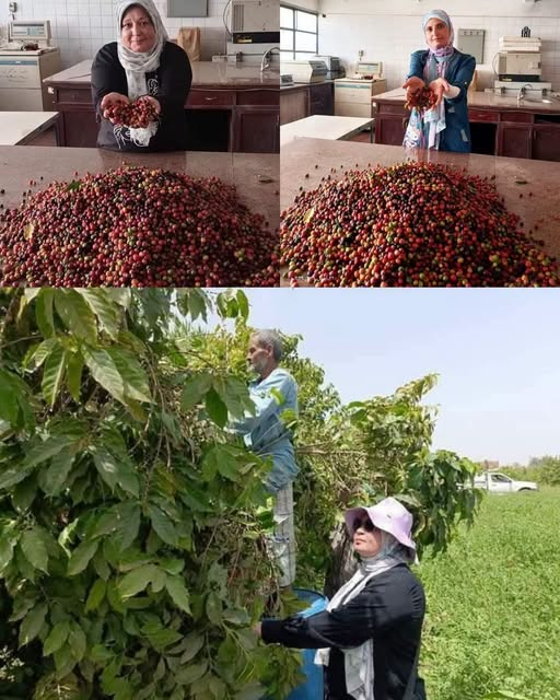 hamedezzeldin's tweet photo. أعلنت الجهات البحثية في مصر نجاح تجارب زراعة وحصاد أشجار البن في الأراضي المكشوفة بعد نحو 40 عاماً من الأبحاث والتجارب.  بدأت التجارب الأولى والبحوث العلمية لزراعة البن في مصر منذ منتصف الثمانينات (عام 1985 تقريباً). وقاد هذه التجارب الباحثون في معهد بحوث البساتين التابع لمركز البحوث الزراعية.
و نجحت التجارب وحصاد الثمار في عدد من المحافظات المصرية، على رأسها محافظة القليوبية بعد إثبات قدرة أشجار البن على التكيف مع الأراضي المكشوفة والظروف المناخية المحلية.
و تسعى الدولة لتوطين زراعة البن محلياً لتقليل فاتورة الاستيراد، مع وجود طموحات مستقبلية للتوسع والوصول إلى الاكتفاء الذاتي والتصدير.