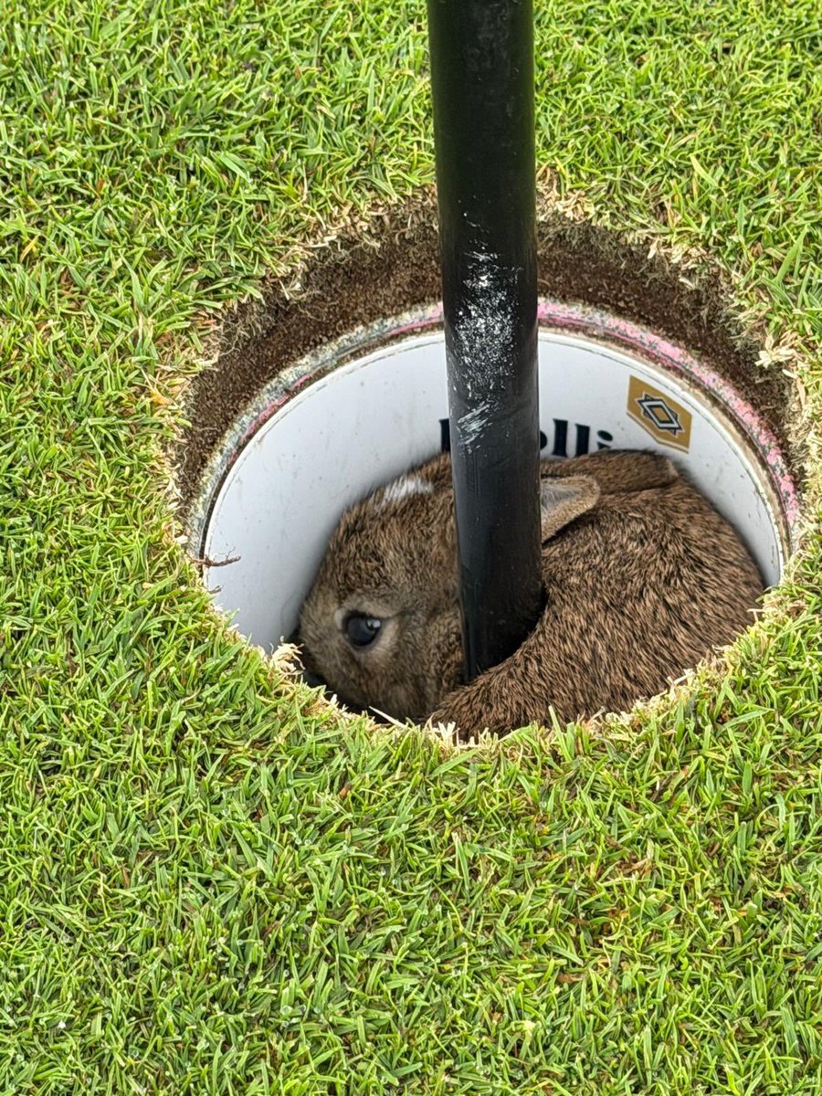 RealR4bbit's tweet photo. Went to play golf and scored hole in 1 https://t.co/IFH2lVpRBI