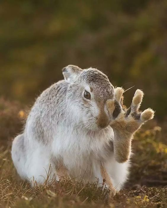 ashyaywoohoo's tweet photo. "whats 2 + 2?" 

the well educated hare: https://t.co/5m8c6CDnQm