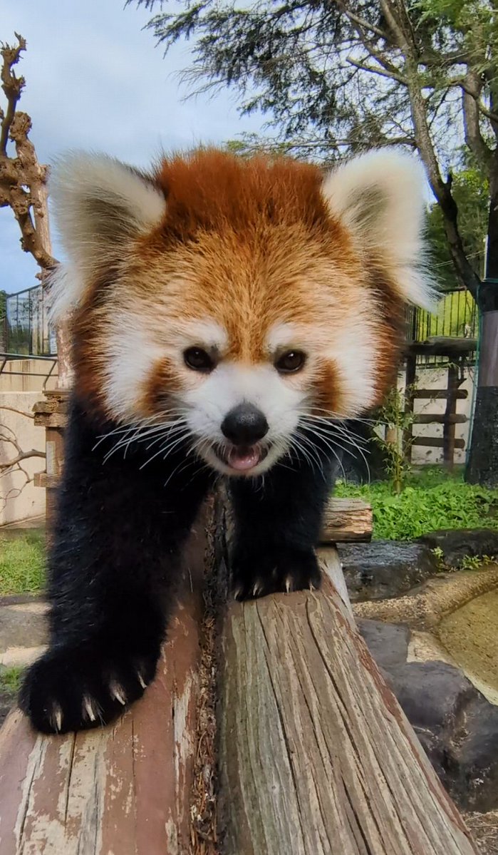omoriyama_zoo's tweet photo. 【#令花 推しのかたはいいね💛をお願いします！】

「短足前進　イチコロ保証！」
令花を応援したい！と思ったかたはこの投稿にいいねをお願いします✨

「推しレッサーパンダ投票in大森山」SNS投票を開催中！
投票締切：18日(金)17時 https://t.co/wDzB8XY50X