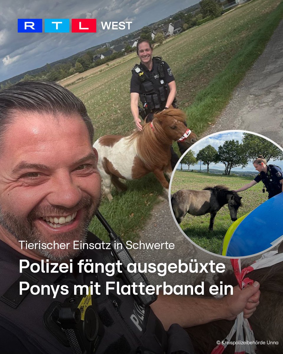 RTLWEST's tweet photo. Zwei ausgebüxte #Ponys haben in #Schwerte (Kreis Unna) für einen ungewöhnlichen Polizeieinsatz gesorgt. Ein Zeuge entdeckte die Tiere am Mittwochmittag (09.09.). Die Ponys standen friedlich auf einer Wiese direkt an einer größeren Straße. Weil sie dort sich und den Verkehr gefährdeten, alarmierte der Mann die #Polizei. Die Beamten rückten an und sicherten die beiden Ausreißer mit #Flatterband. Nach rund einer Stunde konnte die Besitzerin ihre Ponys wieder in Empfang nehmen. Wie die #Tiere ausbüxen konnten, ist bislang unklar.