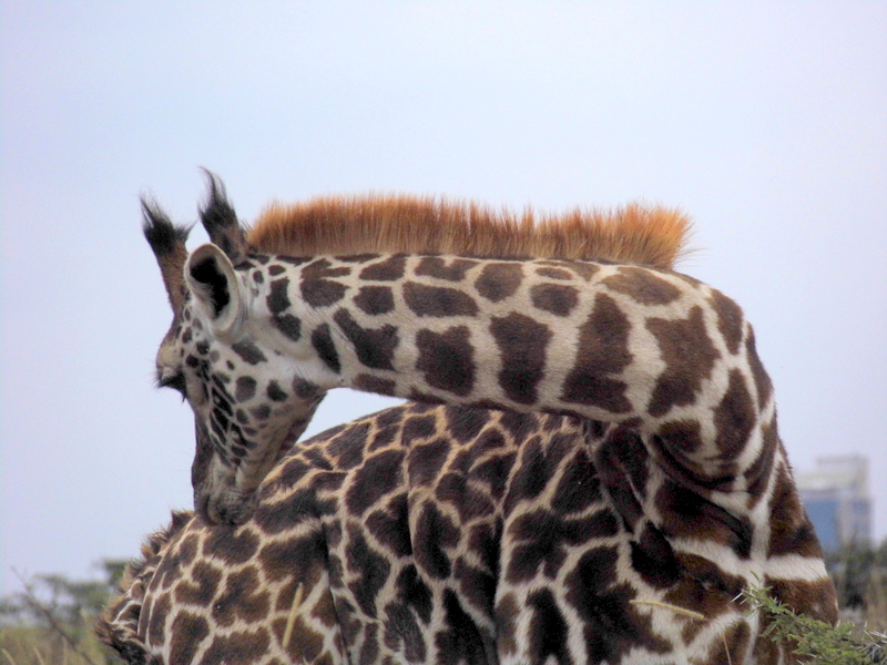 WillKnocker's tweet photo. Masai #giraffes are flourishing in Nbi Nat Park, especially with lion predation well down as we only have 13 lions left! 

#nnpat80 https://t.co/y8OzxX4l2B
