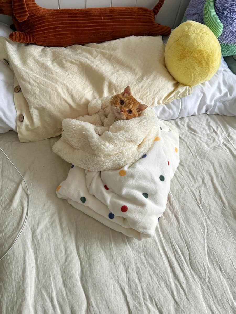 ftgbd64548386's tweet photo. Just found my cat napping on the freshly folded laundry basket—today’s "tidying" win is only half mine , https://t.co/5F7NrXbmRN