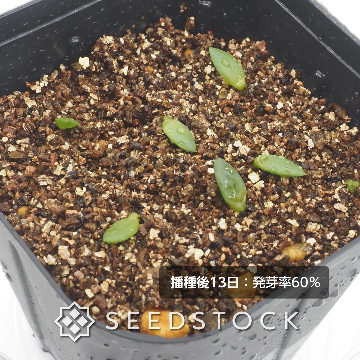 seedstock_jp's tweet photo. こんにちは！buruです☀️
本日ご紹介するのはアロエ バーバラ イエッピイです🌱

南アフリカ原産の希少なアロエで、成長すると美しいロゼット状に広がる姿と引き締まった株姿がとても魅力的です。
小さくても肉厚な葉っぱが本当に愛らしくて、芽が出た瞬間から目が離せなくなります✨✨

種からじっくり手塩にかけて育てた一株は、かわいさも愛着も格別です！気になった方はぜひショップをチェックしてみてくださいね！

#園芸 #bonsai #アロエ #バーバライエッピイ #多肉植物 #実生 #ガーデニング #播種 #種子 #植物好き #植物のある暮らし