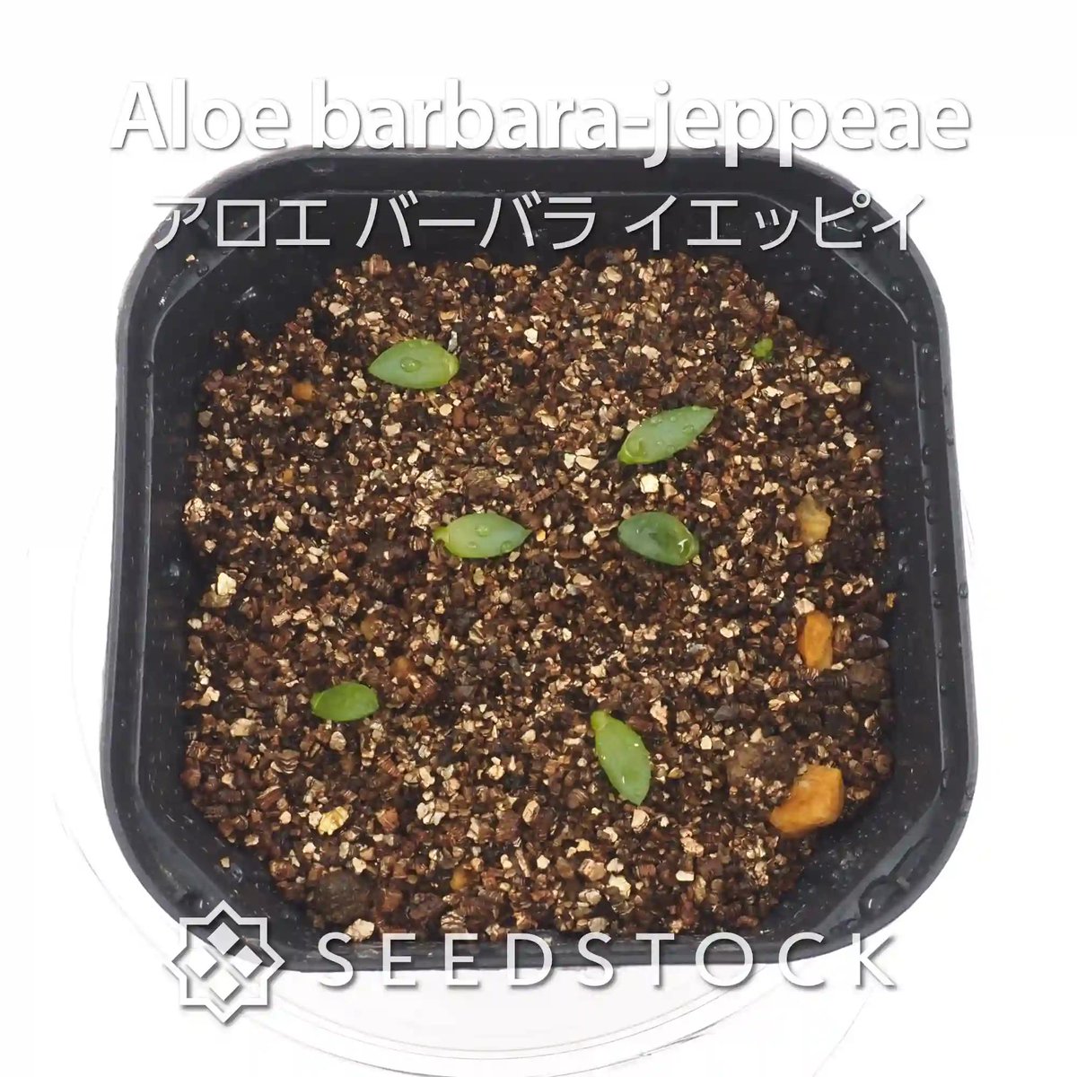 seedstock_jp's tweet photo. こんにちは！buruです☀️
本日ご紹介するのはアロエ バーバラ イエッピイです🌱

南アフリカ原産の希少なアロエで、成長すると美しいロゼット状に広がる姿と引き締まった株姿がとても魅力的です。
小さくても肉厚な葉っぱが本当に愛らしくて、芽が出た瞬間から目が離せなくなります✨✨

種からじっくり手塩にかけて育てた一株は、かわいさも愛着も格別です！気になった方はぜひショップをチェックしてみてくださいね！

#園芸 #bonsai #アロエ #バーバライエッピイ #多肉植物 #実生 #ガーデニング #播種 #種子 #植物好き #植物のある暮らし