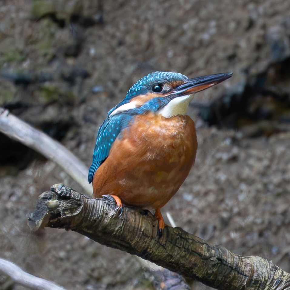 Tittyjmsm's tweet photo. I observed and photographed this kingfisher pair for hours. Both female and male perched by the nest for several seconds—sometimes up to a minute—instead of the usual 1–2 seconds, resulting in many great shots. https://t.co/zOcgy3HIsP