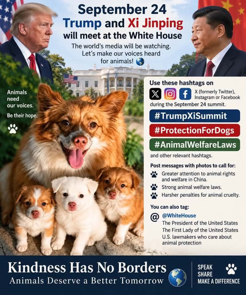 PhaedraXTeddy's tweet photo. Use hashtags for the September 24 summit.
#TrumpXiSummit
#StopAnimalCrueltyChina
#Protection ForDogs
#JusticeForWangwangAndHerPuppies
#Animal WelfareLaws
#JuaticeForWangWang
#SaveChineseCats
and other relevant hashtags.
Post messages with photos to call for:
Greater attention to animal rights and welfare in China.
Strong animal welfare laws.
Harsher penalties for animal cruelty.
You can also tag:
@@WhiteHouse
The President of the United States
The First Lady of the United States U.S. lawmakers who care about animal protection.