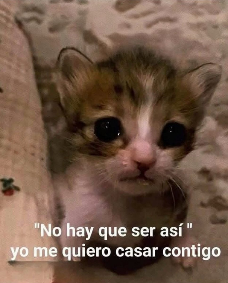 MundoDeBigotes's tweet photo. Yo después de arreglar las cosas con mi amorcito: https://t.co/4BATfqOUaW