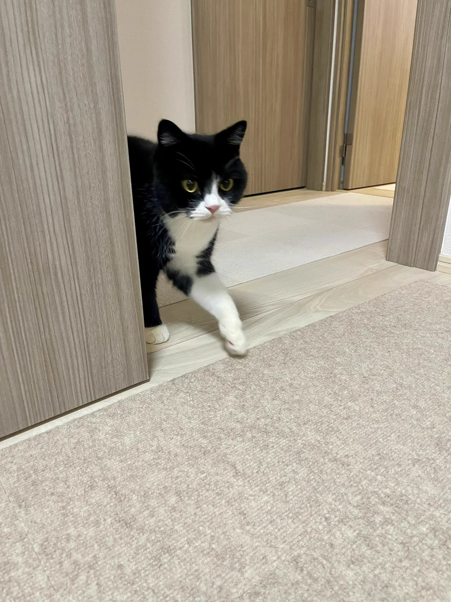くろねこたろう HR6CPcXaoAAeekf?format=webp&