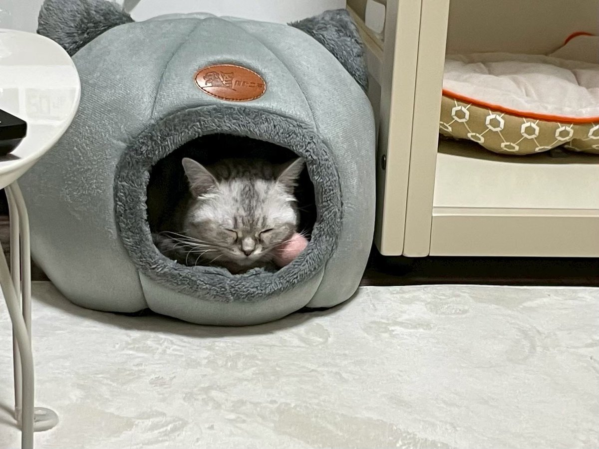 mainek03's tweet photo. もう眠いにゃ🥱
おやすみ💤

#ねこちゃん観察日記 #ねこがいる生活 #ミヌエット https://t.co/rqGxNau3Cn