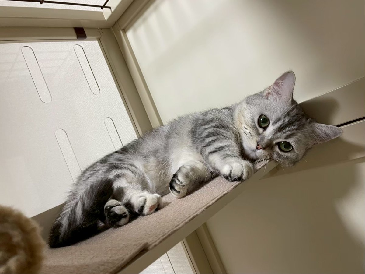 mainek03's tweet photo. なにこっち見てんのよ

#ミヌエット #猫と暮らす生活 https://t.co/a1N0wLFL1r