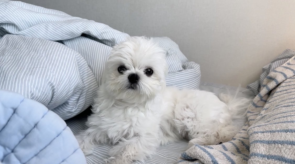 callmeshiro510's tweet photo. 眠いと耳なくなるあざらし社長さん🦭 https://t.co/6J8rh3VFRA