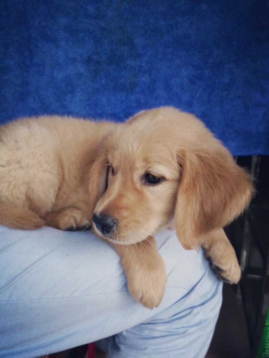 StephenEva2a1j's tweet photo. My fur baby just hit 6 months old! Watching him go from a tiny clumsy ball of fluff to this playful little troublemaker makes my heart so full  Still snuggling just as much, if not more.， https://t.co/0GL47Qjxit