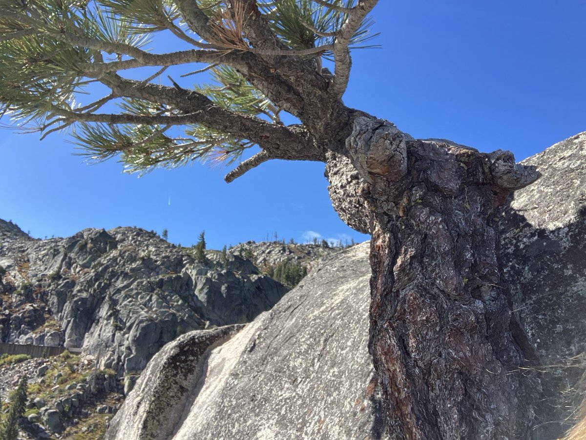 TSKPDX's tweet photo. Donner Summit area hike https://t.co/KJ9Hx6KVKK