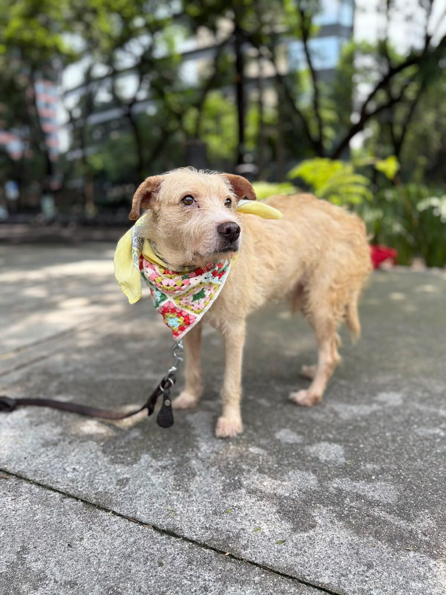 HELA_MORE's tweet photo. Lalito es un perrito de 5 años, talla mediana, con un corazón enorme y una historia que merece un final hermoso. Fue rescatado de la calle, pero a pesar de todo lo que vivió, sigue confiando, sigue amando… y sigue esperando. 💛

Es dulce, noble y le encanta estar cerquita de las personas. Tiene su protocolo completo, así que está listo para llegar a su nuevo hogar y llenarlo de amor, besitos y colitas felices. 🐶✨

Lalito solo un lugar seguro, una familia que lo abrace y alguien que le diga “ya estás en casa”. 

¿Le das la oportunidad de ser parte de tu vida?
Adoptar a Lalito es ganar un mejor amigo para siempre. 💕🐾
Estamos en CDMX.