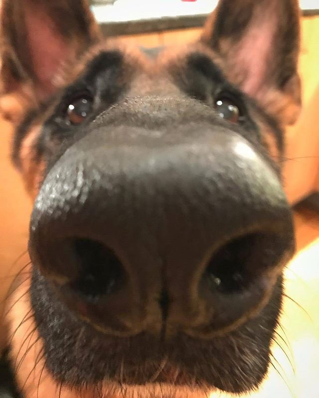MOSKAAU_'s tweet photo. @dogeist_ hi 🐾 https://t.co/V0tjgpC3of