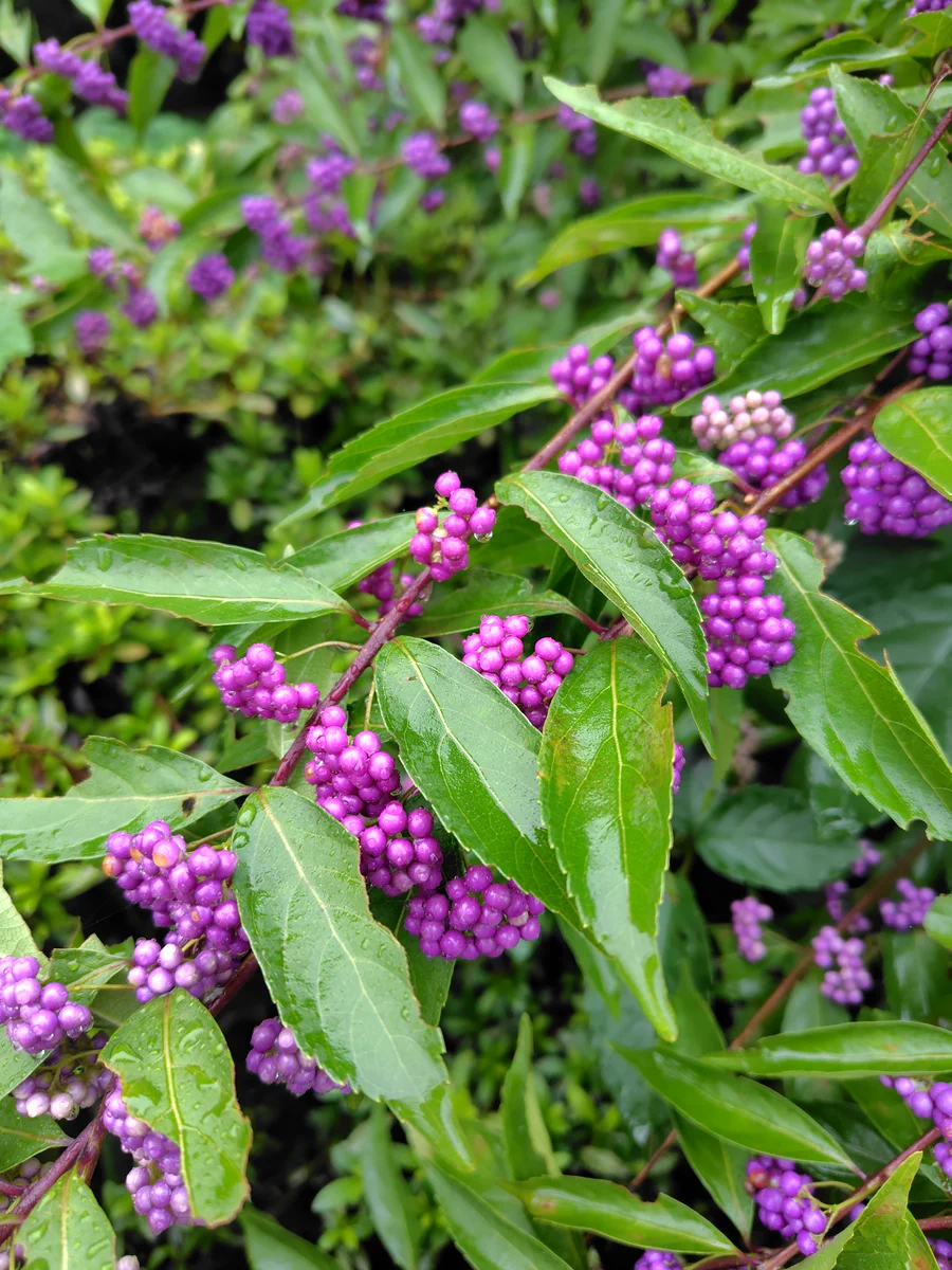座間谷戸山公園_日々 on X: 