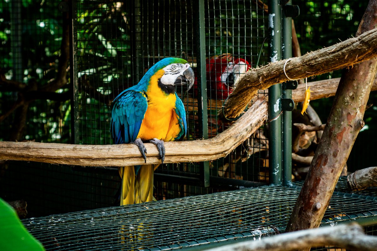 itsdanzitto's tweet photo. Algumas fotos lá do Parque das Aves em Foz do Iguaçu.
Amei conhecer https://t.co/HMuCbnEFW2