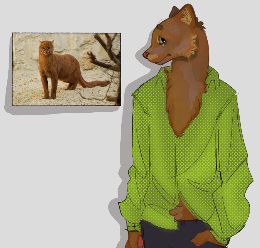 herostarchar's tweet photo. making every cat 🐈
pt6: jaguarundi 
looks like a ferret, one of my favourites🐱 https://t.co/z39gq7O6cW