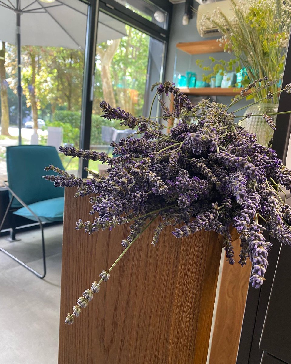 bboyportryx's tweet photo. Look how great we have it. Three generations together, with lavender everywhere. We got this lavender from our home garden. It feels like a playground—except instead of ice cream, you get a haircut. These grandmas are way too cool now! https://t.co/6JvMqFoUpy