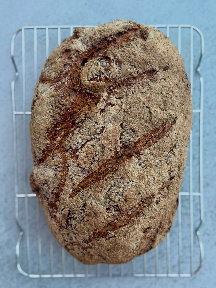 LurleneAlituf's tweet photo. The Rustic Red Doli Harvest Batard” — earthy, deeply aromatic, with rich ancient flavors. Made with heritage grains, nutty wheat germ, and lively sourdough for a rustic crunch and tender crumb. Wholemeal 55% | Rye 22% | Red Doli 22% | Wheat germ https://t.co/Hy2ewELSVp