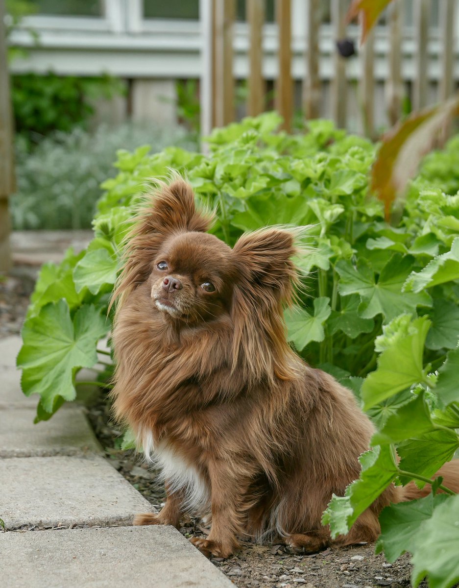 dctrwho09's tweet photo. The handsomest guy in town, if you ask me! A true lover of life and a cuddle bear. Our little gardeners bring so much love and joy. Have your pets changed your life too? Our dogs have—physically and mentally. They bring calm, unconditional love, https://t.co/uSNd7dtKFJ