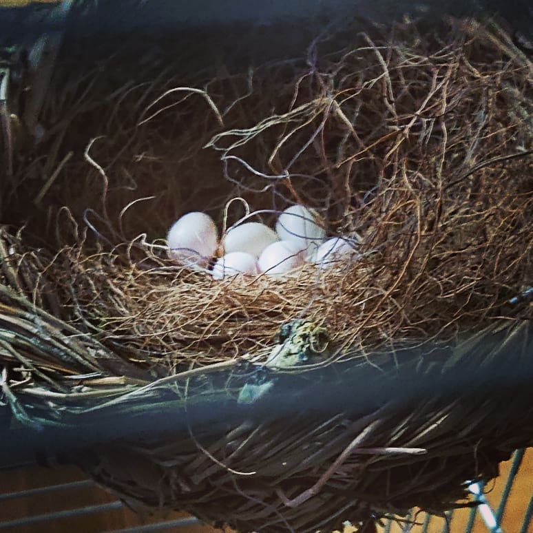 33683341's tweet photo. 6 eggs! Japanese Spice Finch https://t.co/2zjC52pCOZ