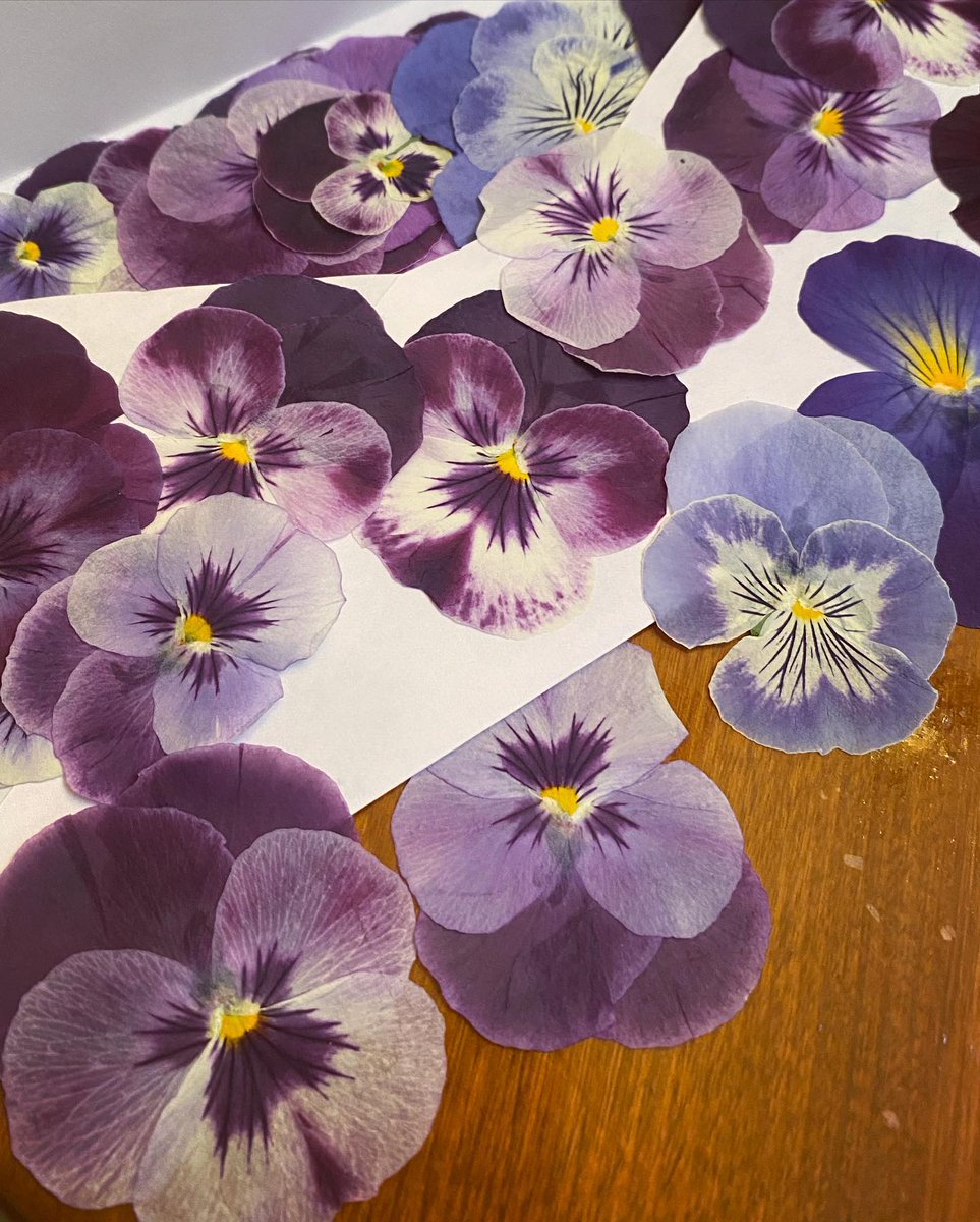 MeeGutterrjdl's tweet photo. Before and after pressing pansies https://t.co/nt6XxAgzXA