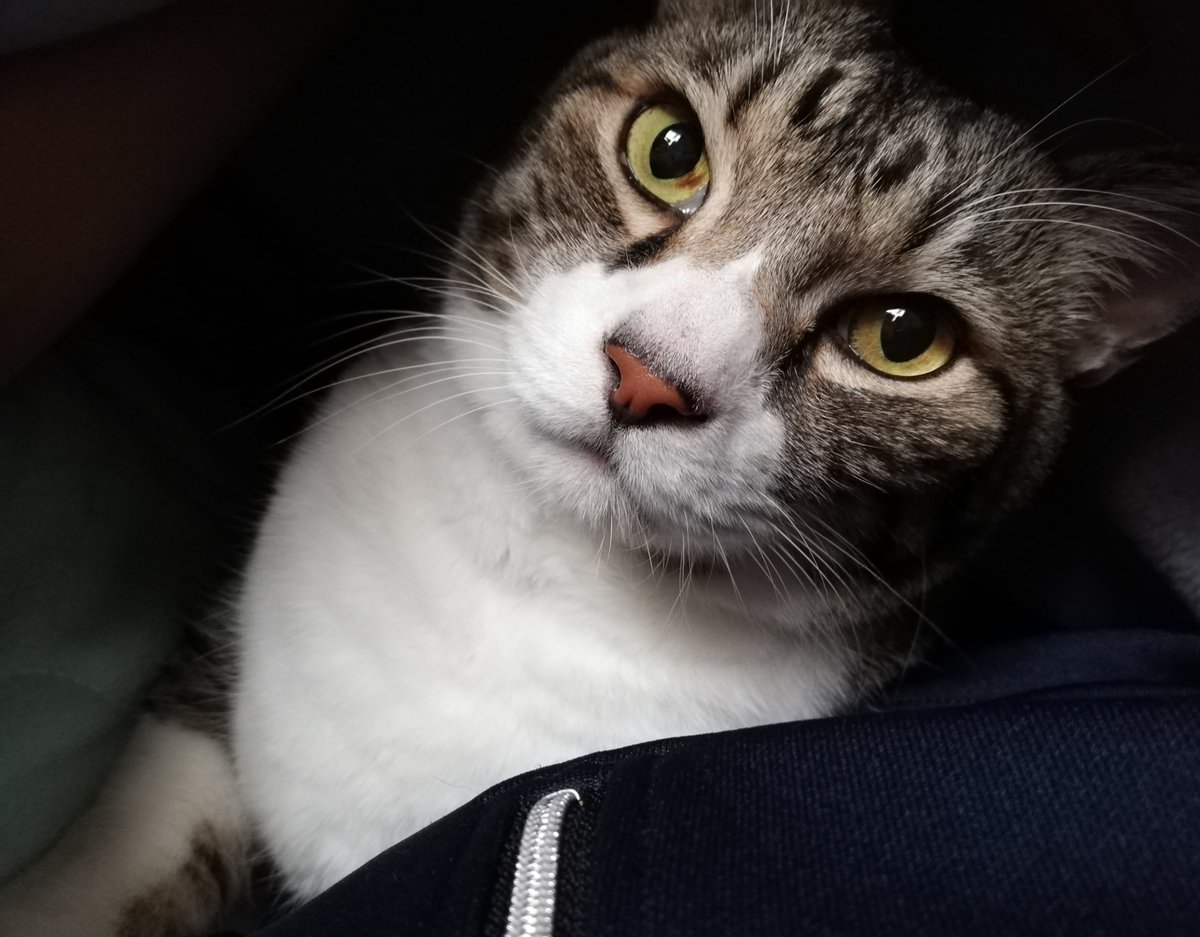 a_taro5757's tweet photo. 小学校から一緒だった愛猫が先日旅立ちました
ずっと先になるけどまた会おうね https://t.co/VdNoQFnjSh