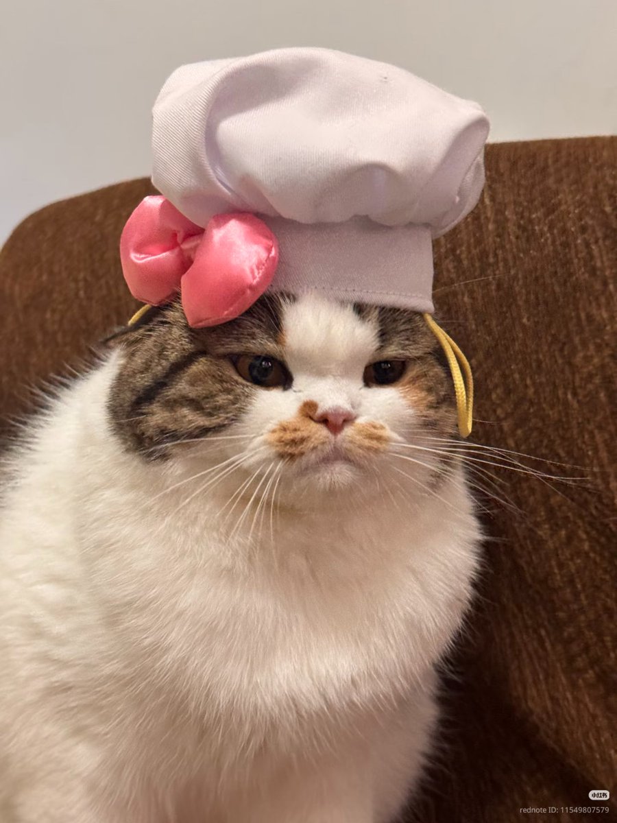 nocontextscats's tweet photo. Meowsterchef https://t.co/tjBdOSzfb5