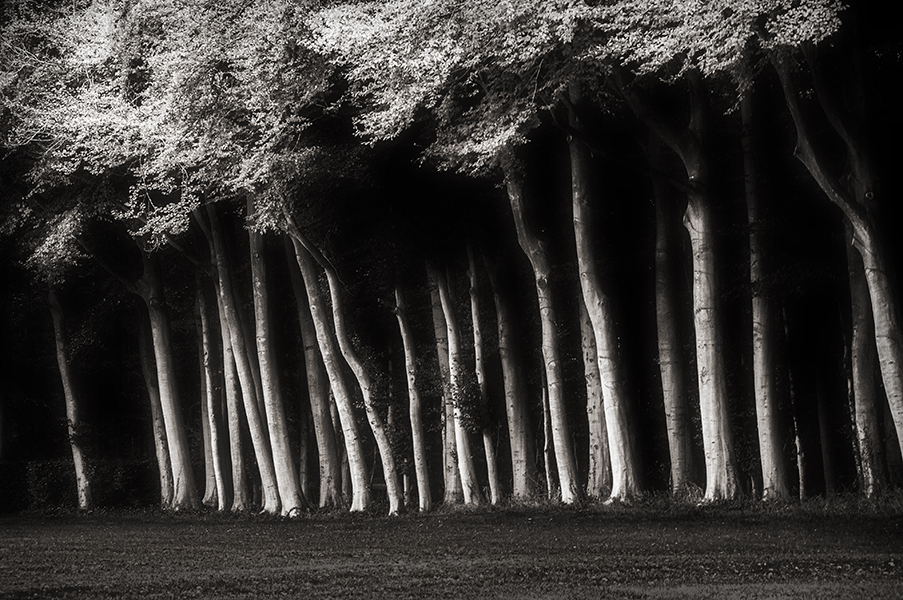 artlimitednet's tweet photo. Les arbres du parc du château de Miromesnil by Henri Manguy https://t.co/d7IWMph0xD
#photography #tree #blackandwhitephoto #blackandwhite #nature #blackandwhitephotography #monotone #photographyislife #vegetal #photographyaddict #bnwphotos #blackwhite #forest #monochromatic… https://t.co/W2WfyZv15W