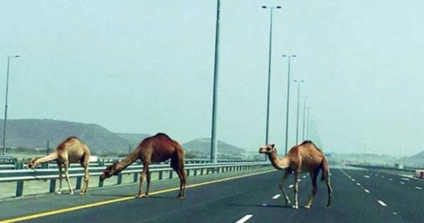 binalzidi's tweet photo. @ofoq_digital @taher_aljunaibi @governorofficeD @Oman_GC @Hamdan_alyahyai @moigovom جهود مقدرة لسعادة الشيخ طاهر الجنيبي محافظ الظاهرة على هذه المبادرة ونتمنى أن تكون بداية لحراك أكبر تجاه الجمال السائبة ما خلّفته من وفيات وفواجع أصبح مؤلماً وكثير من الأسر فقدت عزيزاً بسببها والضحايا في ازدياد نحتاج تحركًا عاجلًا وحلولًا حاسمة فاستمرار الوضع لم يعد مقبولًا https://t.co/IV7Ah9cecI