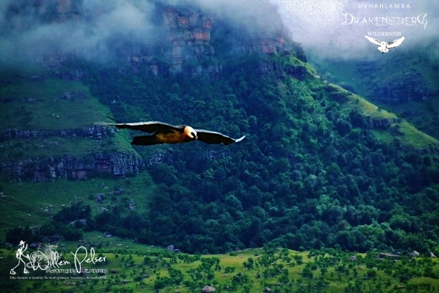 SamtashTwo's tweet photo. Visions of the KZN Drakensberg Wilderness........
Dust off them boots!

https://t.co/R16yhUHgfF https://t.co/pdujsDbY2W