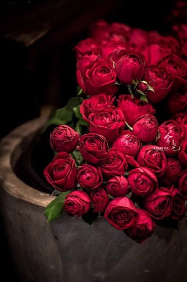 swisssun1's tweet photo. cumanız, bu sabahın güneşi gibi ışığı bol, huzuru derin olsun.
Günaydın💐 https://t.co/R45cYiKtmJ